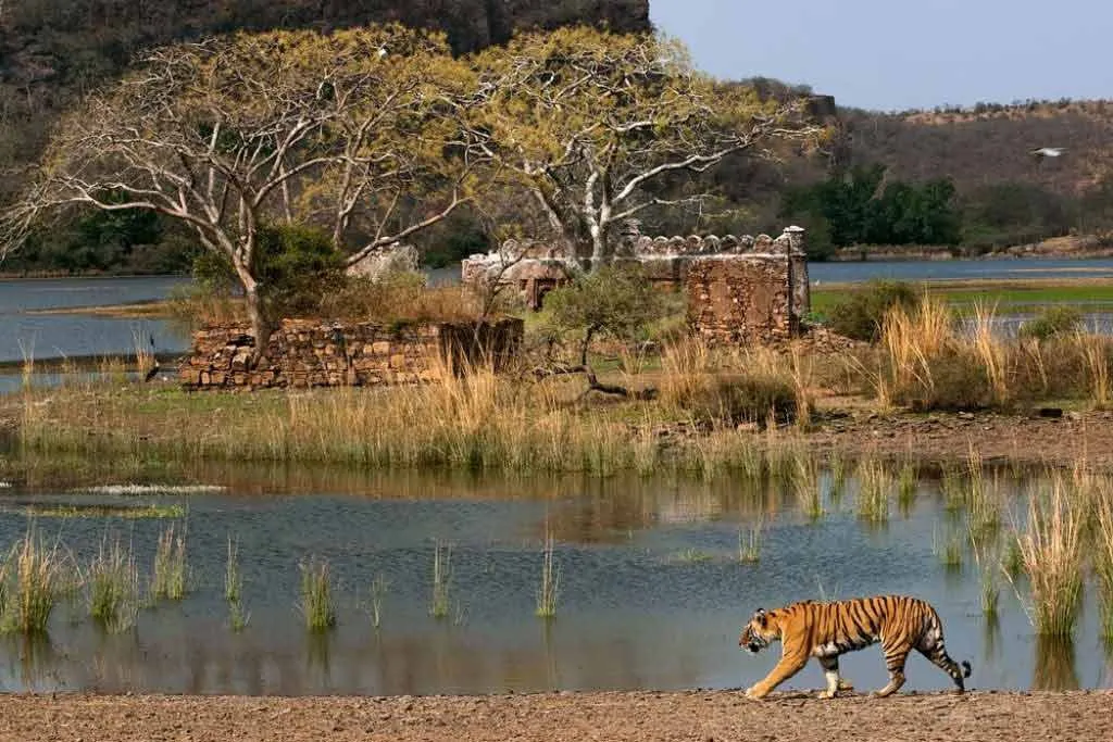 Agra to Ranthambore taxi