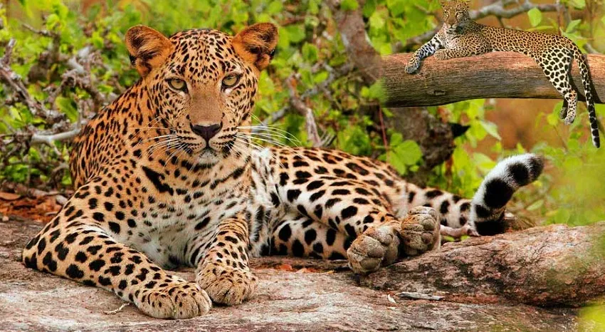 Beed Papad Leopard Safari in Jaipur
