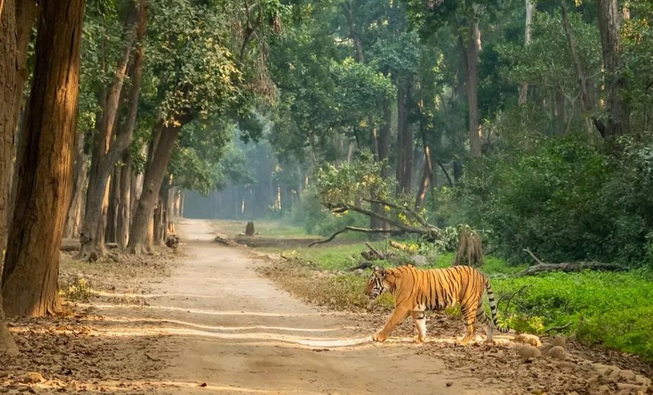 Delhi to Jim corbett taxi