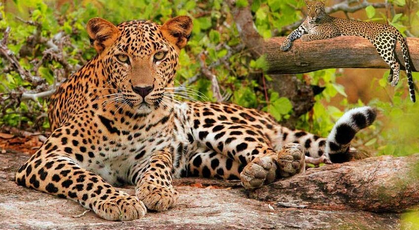 Beed Papad Leopard Safari in Jaipur