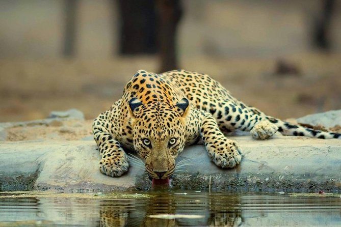 Jhalana Leopard Safari with Taxi Rajasthan