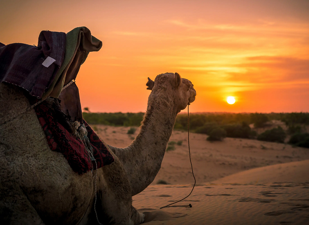 Osian Desert Safari with Taxi Rajasthan