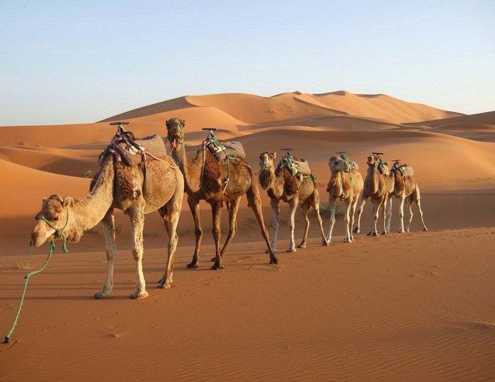 Bikaner Desert Safari